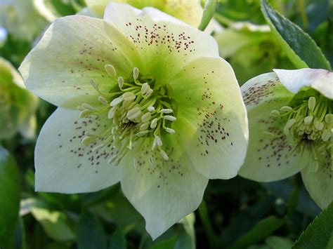 Flowers may facilitate outcrossing (fusion. Garden Flowers: Hellebore...a winter flowering plant ...