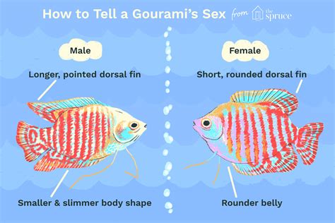 Is Your Gourami Male Or Female