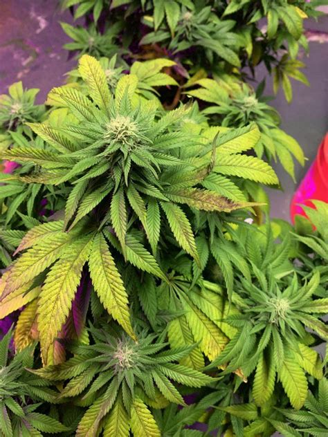 Leaves Turning Yellow During Flowering THCFarmer Cannabis