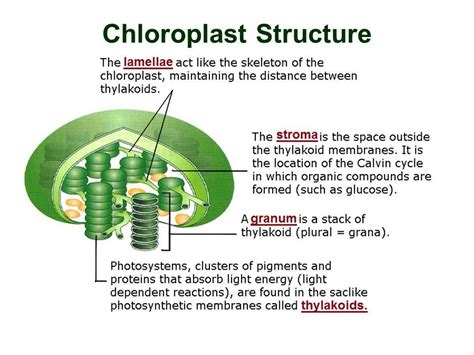 Structure And Function Of The Chloroplast Images And Photos Finder