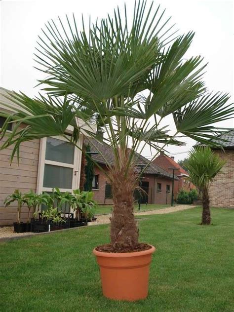 Quality Trachycarpus Fortunei Palm Trees At Low Price West Coast Trees