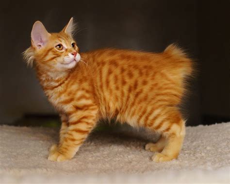 Complete List Of Cats With No Tail That You May Not Know Kidadl