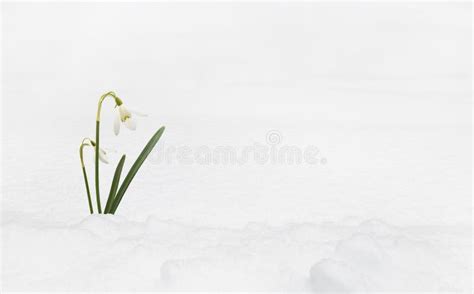 Snow Covered Ground With Flowers Of Snowrops Spring Landscape Stock
