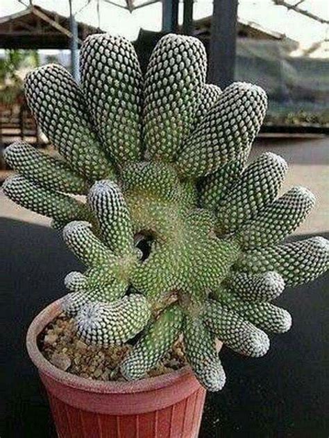The Fascinating World Of Cactus Like Succulents Succulent Source