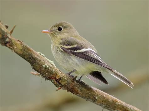 Boreal Birds Need Half Campaign Launch Boreal Songbird Initiative