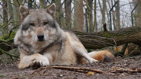 Wölfe in Deutschland: Bundesamt für Naturschutz hält Regelungen für
