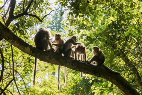 Real Jungle Animals Monkeys