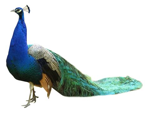 Peacock Descargar Png Gratis Png All
