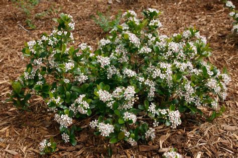 Maybe you would like to learn more about one of these? Pin on Sun Perennials / Flowering Shrubs for Zone 4