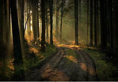 Forest Landscape Nature Lithuania Path Plants Rays