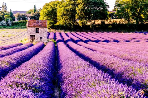 Wallpaper Field Flowers Lilac Drome France 6000x4000 Goodfon