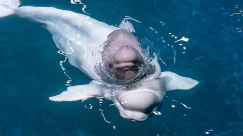 Adorable Baby Beluga Whale Born At Shedd Aquarium Nbc Chicago