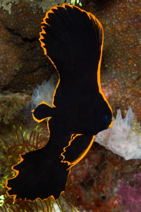 Pinnate Batfish Juvenile My Holy Grail I Have Been Searc Flickr