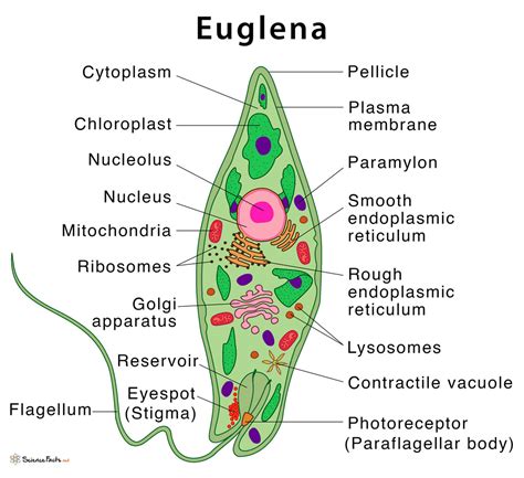 Euglena Definition Structure And Characteristics With Diagram