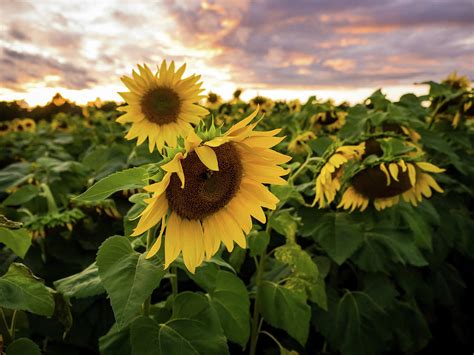 Sunflower Field At Sunset Photograph By Whitney Leigh Carlson Fine