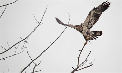 Bald Eagle Landing On Branch Pentax User Photo Gallery