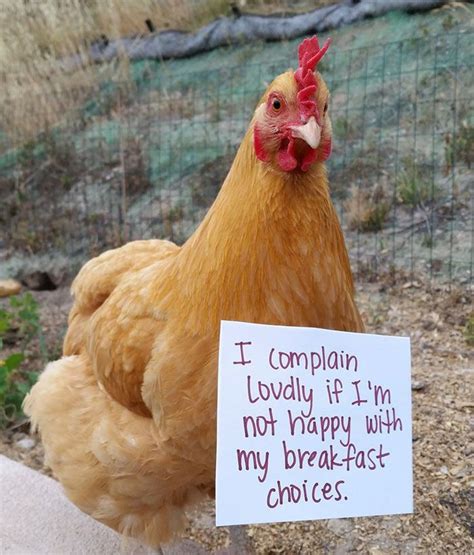 Funny Chicken Shaming Farm Life Chicken Humor Funny Chicken Memes