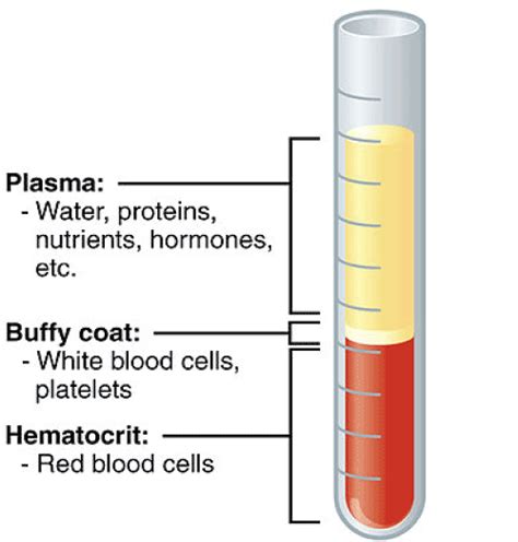 Platelet Rich Plasma And Amnion Derived Fluid As Clinical Options For