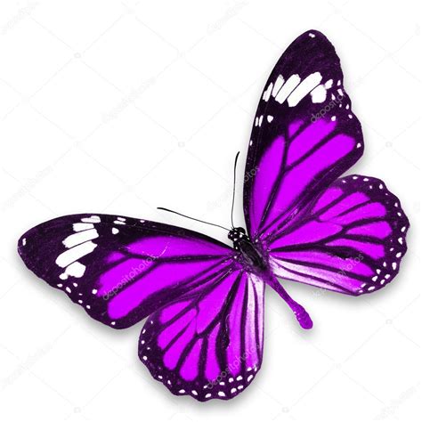 Purple Butterfly ⬇ Stock Photo Image By © Thawats 42184377