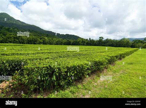 Tea Plantation In Queensland Australia Stock Photo Alamy