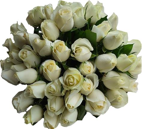 בוקה ורדים לבנים משלוח פרחים לכל הארץ והעולם פרחי גורדון