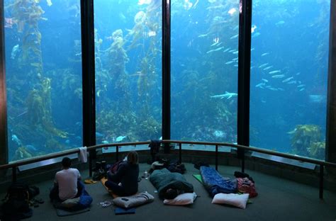 11 Of The World S Wildest Aquariums Horizontimes