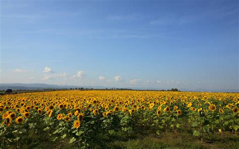 Wallpaper Flower Sunflower Field Sky Blue Sky Desktop Wallpaper