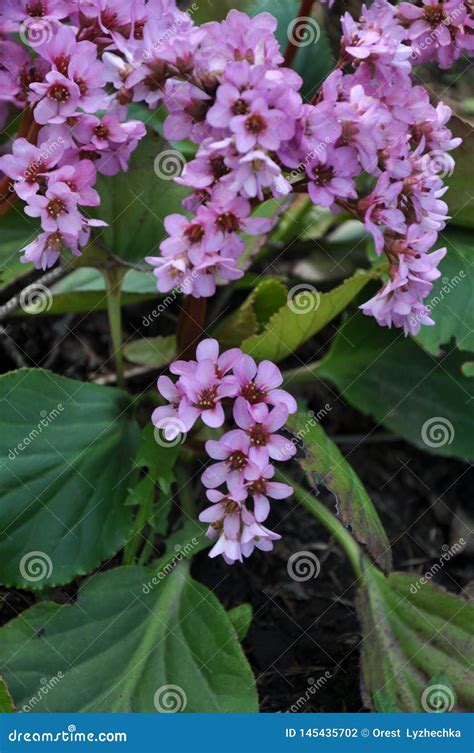 Bloom In The Spring Bergenia Badan Stock Photo Image Of Flowers