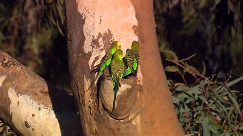 Parrots Majestic Birds Nature Documentary Youtube