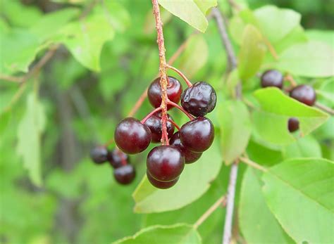 Prunus Virginiana Choke Cherry Go Botany