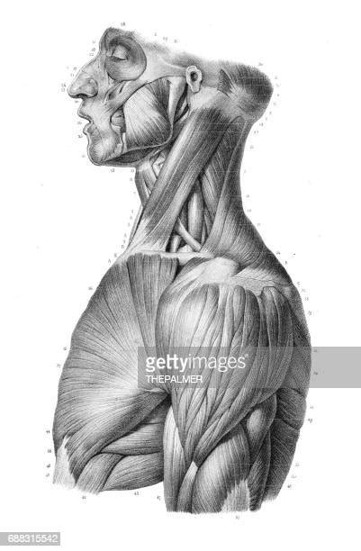Breast Anatomy Foto E Immagini Stock Getty Images