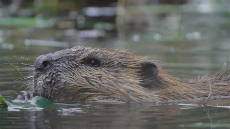 Do Beavers Make Good Pets What You Need To Know Before Adopting One