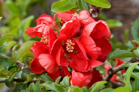 Texas Scarlet Flowering Quince Chaenomeles Japonica Texas Scarlet A