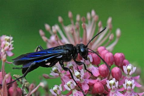 Great Black Wasp Wasp Beautiful Creature Milkweed