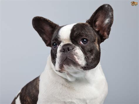 Depending on where you live and who you intend to buy your french bulldog from will be the major factors that affect the price of your french bulldog puppy. French Bulldog Dog Breed Information, Buying Advice ...
