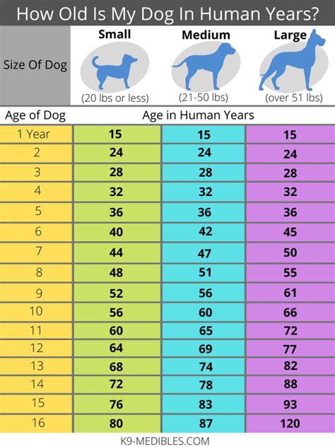 Dog Age Calculator Dog Years To Human Years