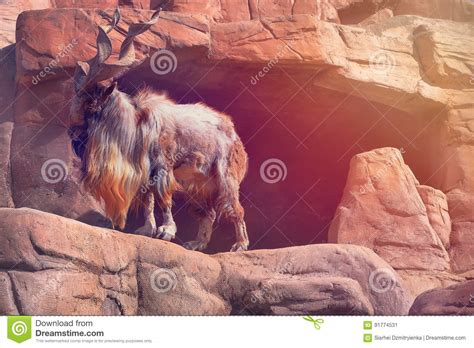 A Mountain Goat With Large Horns Stands On A Rock On A Sunny Afternoon