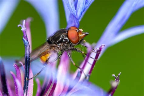 Close Up Beautiful Colorful Fly With Red Eyes And Yellow Abdomen On