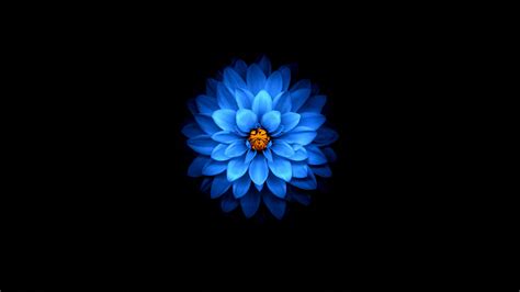 Download 1920x1080 Wallpaper Blue Flower Dark Amoled