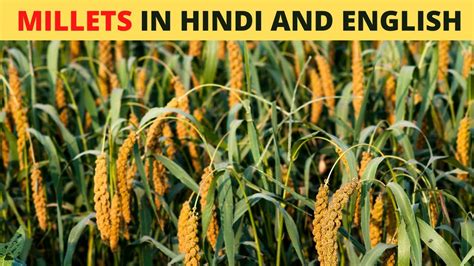 Millets In Hindi And English Youtube