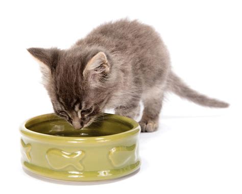 The Finicky Cat Diet Can Help Cats With Urinary Problems