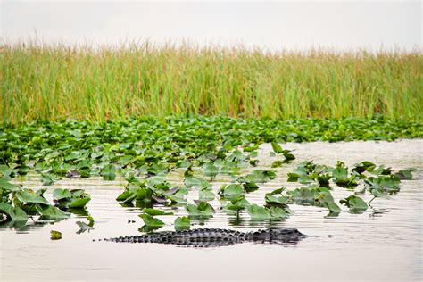 The Ultimate Guide To Visiting Everglades National Park