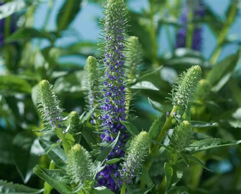 Stauden für beete, rabatten & schnitt / veronica austriaca ssp. Langblättriger Garten-Ehrenpreis - Veronica longifolia ...