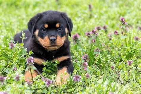 He will like to follow the rules but will have a hard time staying in one place. Best Rottweiler Names: Over 500 Ideas For A Rottie - My Pet's Name