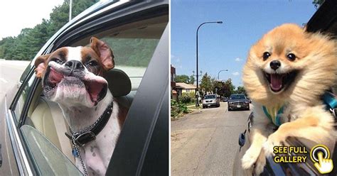 These 25 Funny Dogs Enjoying Car Rides Will Make You Smile Bouncy Mustard