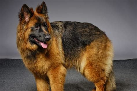 The Noble King Shepherd Critter Culture