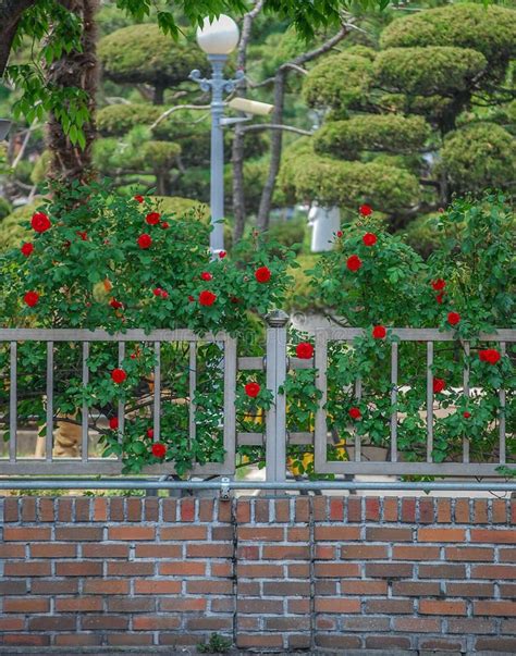 Roses On A Fence Stock Photo Image Of Plants Bushes 5059884