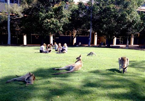 Study in australia on the beautiful sunshine coast at usc. Kangaroos and students relax on the lawns of the ...