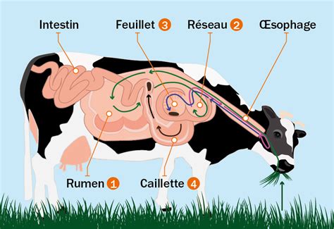 Définition Du Terme Digestion Des Vaches Utilisé Dans La Filière Laitière