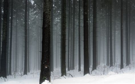 Snowy Dark Forest Wallpaper ·① Wallpapertag